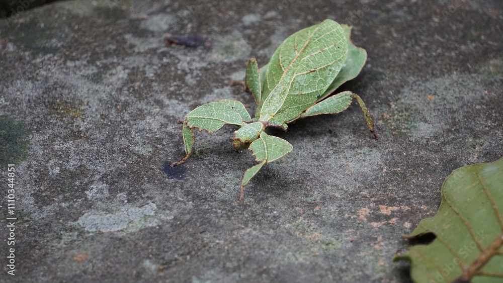 Katydids Green leaf camouflage insect Katydids Green leaf camouflage insect