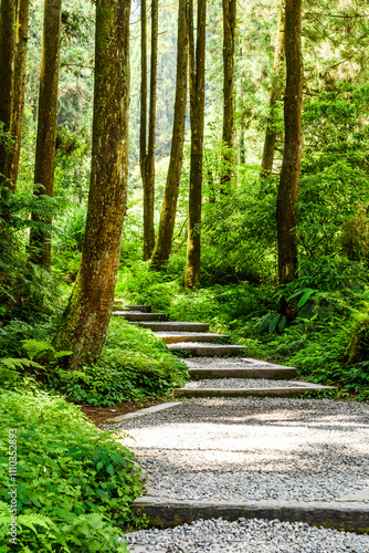 View of the Stone stair footpath through the forest in Sun-Link-Sea Forest Recreation Area in Nantou, Taiwan. photo