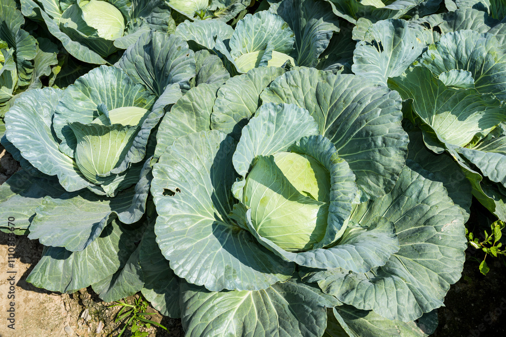 Close-up of the fresh cabbage growing in the field, Taiwan.