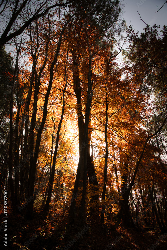 Fototapeta premium Arbre feuillage d'automne orange soleil