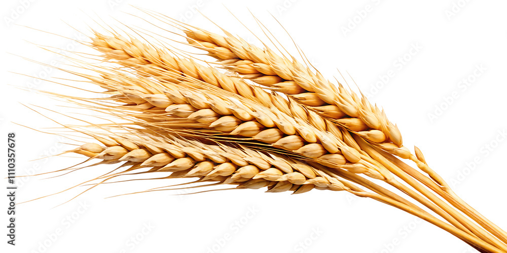Ears of wheat isolated on white background.AI GENERATED Ears of wheat isolated on white background.AI GENERATED