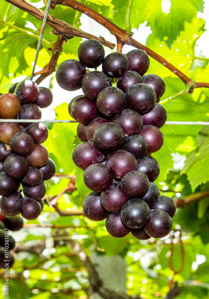 Close-up of ripe grapes in the vineyard of Miaoli, Taiwan. Close-up of ripe grapes in the vineyard of Miaoli, Taiwan.