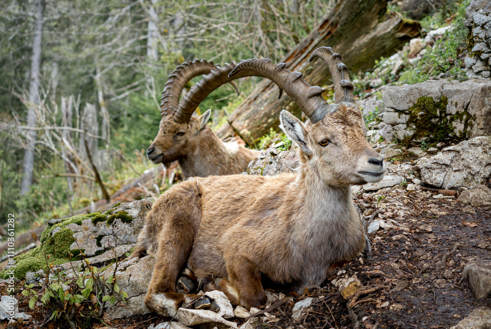 Majestic Alpine Ibex Resting in the Swiss Jura Mountains Majestic Alpine Ibex Resting in the Swiss Jura Mountains