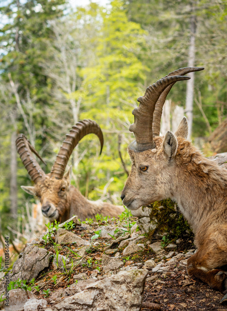 Family of Alpine Ibex Grazing in the Lush Swiss Jura Landscape Family of Alpine Ibex Grazing in the Lush Swiss Jura Landscape
