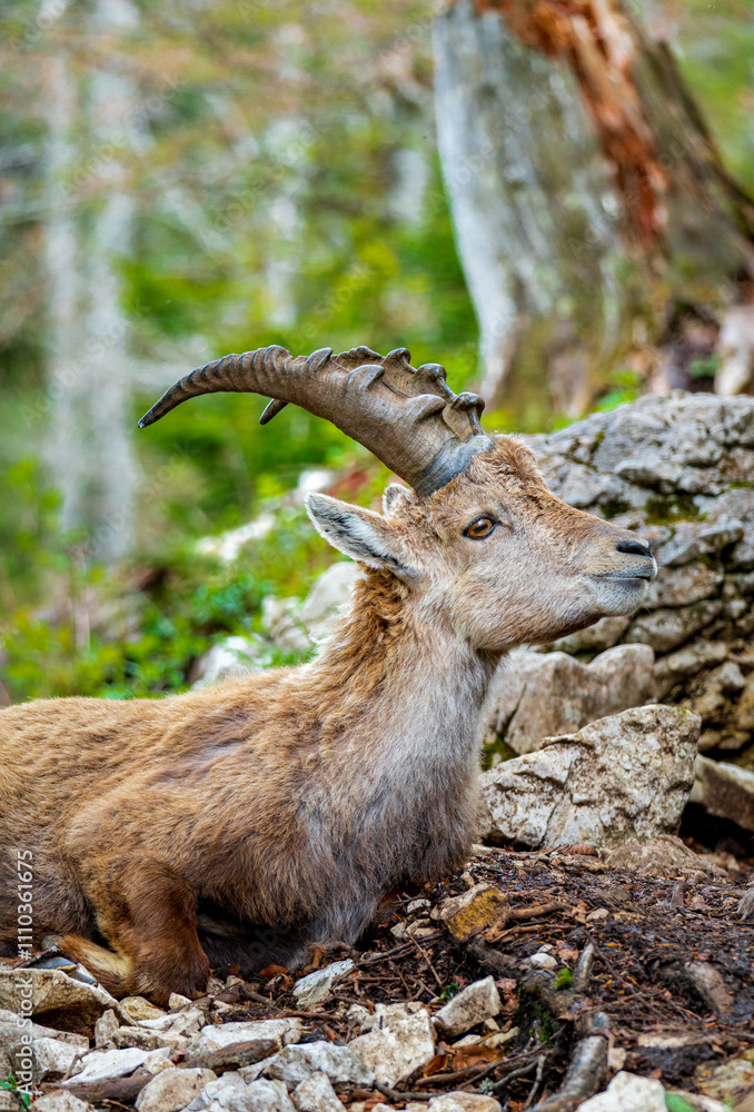 Alpine Ibex Resting in the Swiss Jura Wilderness at Creux du Van Alpine Ibex Resting in the Swiss Jura Wilderness at Creux du Van