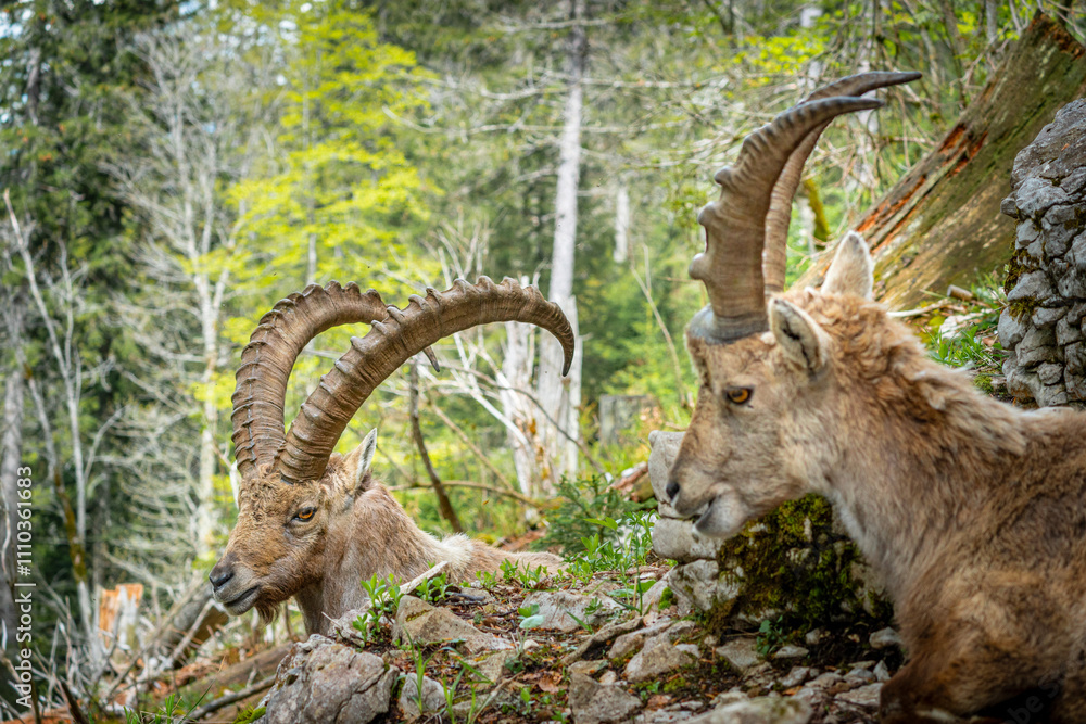 Alpine Ibex Family in Swiss Jura Near Creux du Van Alpine Ibex Family in Swiss Jura Near Creux du Van