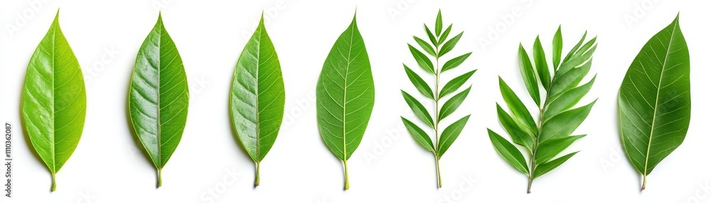 Fototapeta premium Green Leaves Collection Botany Nature Plants Foliage