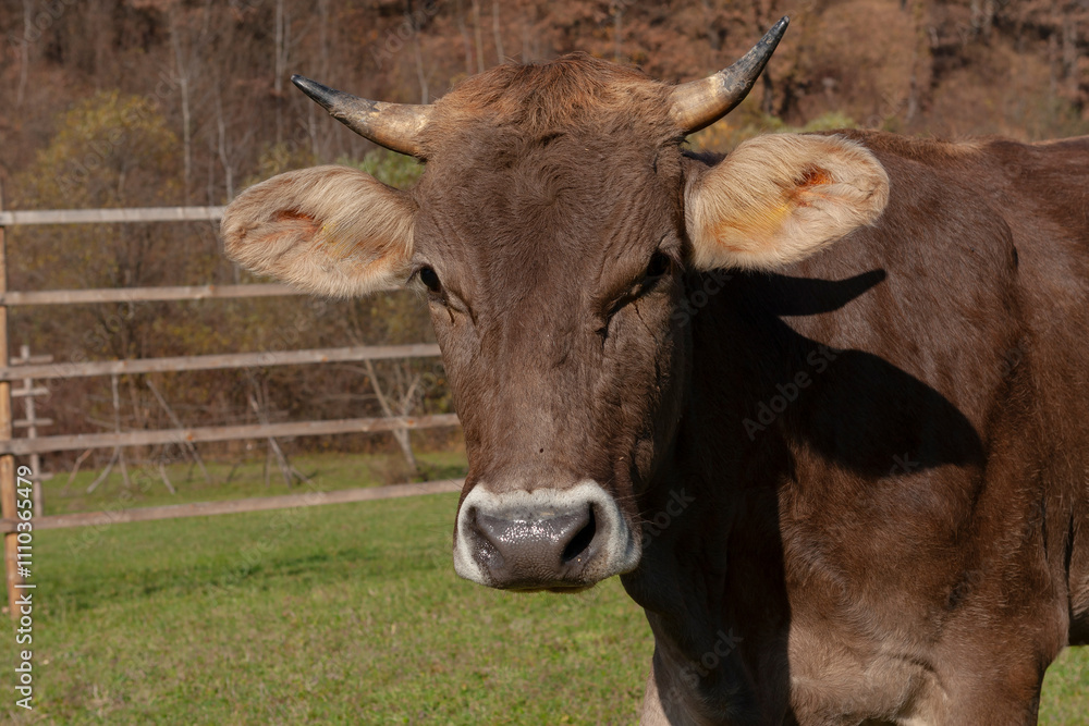Brown cow in Maramures pasture reflects Carpathian lifestyle Brown cow in Maramures pasture reflects Carpathian lifestyle