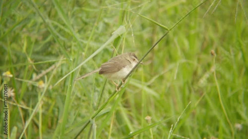 A Plain Prinia bird perched on a blade of grass meadow looking around foliage