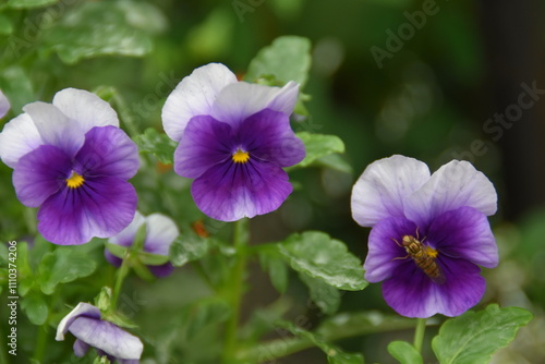 These lilac violets are blossoming outdoors in early autumn day.