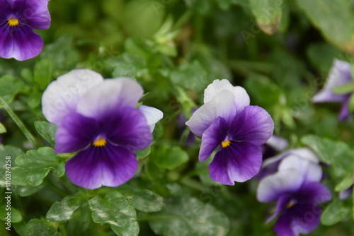 These lilac violets are blossoming outdoors in early autumn day.
