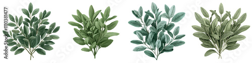 botanical showcasing the detailed leaves and foliage of a garden sage bush with a herbal natural design composition This image can be used for culinary medicinal