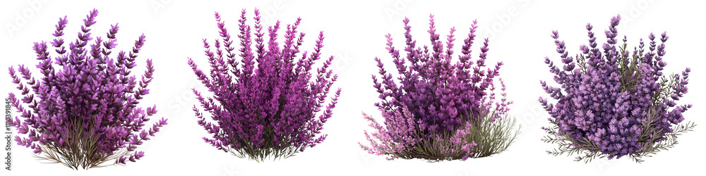 Naklejka premium Lush and vibrant lavender and heather bushes in a fragrant peaceful meadow landscape The blooming floral plants create a scenic natural environment filled with color and beauty