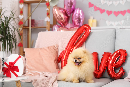 Adorable pomeranian puppy s...