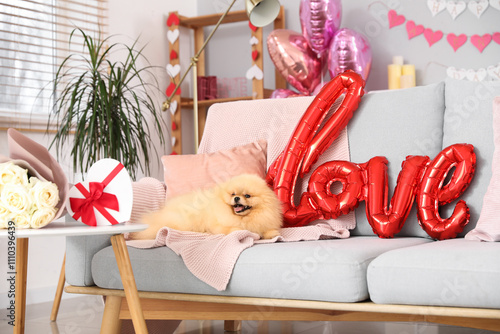 Cute Pomeranian dog with wo...