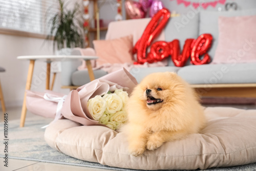 Cute Pomeranian dog with bo...