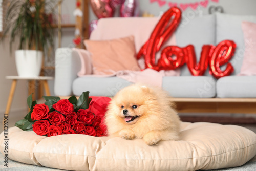 Cute Pomeranian dog with bo...