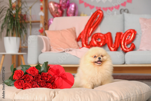 Cute Pomeranian dog with bo...