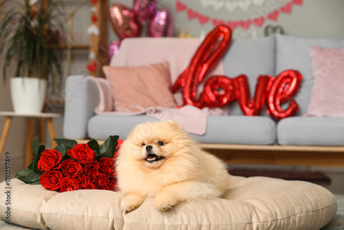 Cute Pomeranian dog with bo...