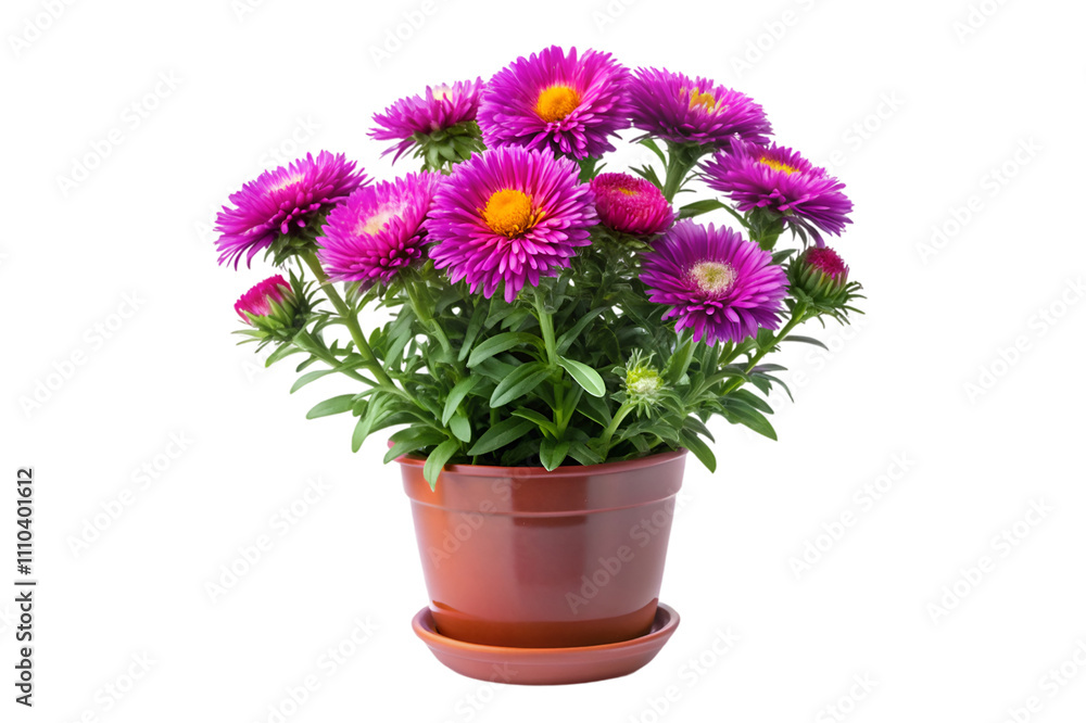 flowers in a pot isolated on transparent background flowers in a pot isolated on transparent background