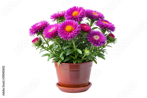 Wallpaper Mural flowers in a pot isolated on transparent background Torontodigital.ca