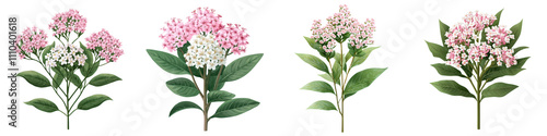 Closeup view of a lush milkweed bush with dense clusters of delicate pink flowers in a vibrant natural setting  The milkweed plant is shown in full bloom