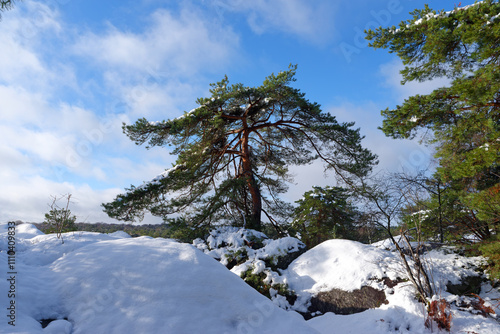 Point of view of the Franchard Gorges in winter season. Fontainebleau forest photo