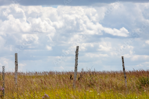 Fence posts rise from a vibrant meadow, showcasing natures beauty under the expansive summer sky with fluffy clouds.