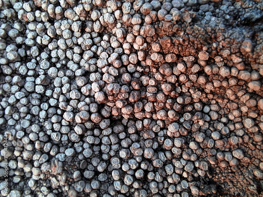 macro macro
