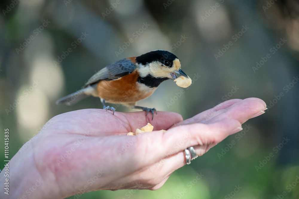 Fototapeta premium 日本の兵庫県赤穂市の雄鷹台山の可愛いヤマガラ