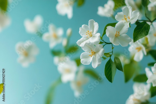 Delicate White Jasmine Flowers Against a Soft Blue Background