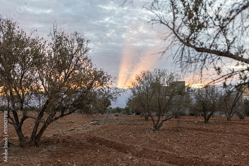 Soft morning glow in the countryside near Marrakech photo