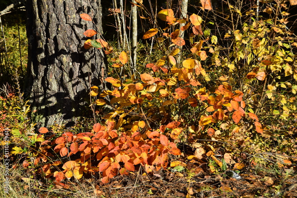 These saplings of deciduous tree are growing in a forest in sunny autumn day. The leaves of the saplings are in autumn colors. These saplings of deciduous tree are growing in a forest in sunny autumn day. The leaves of the saplings are in autumn colors.