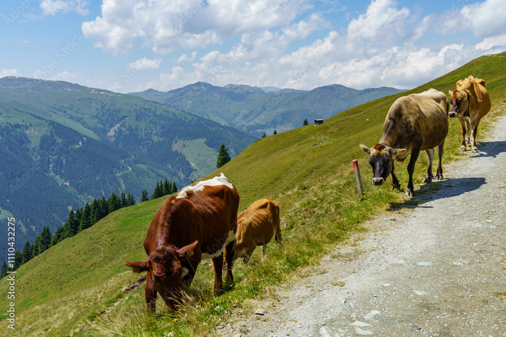 Obraz premium wandern in den Hohen tauern