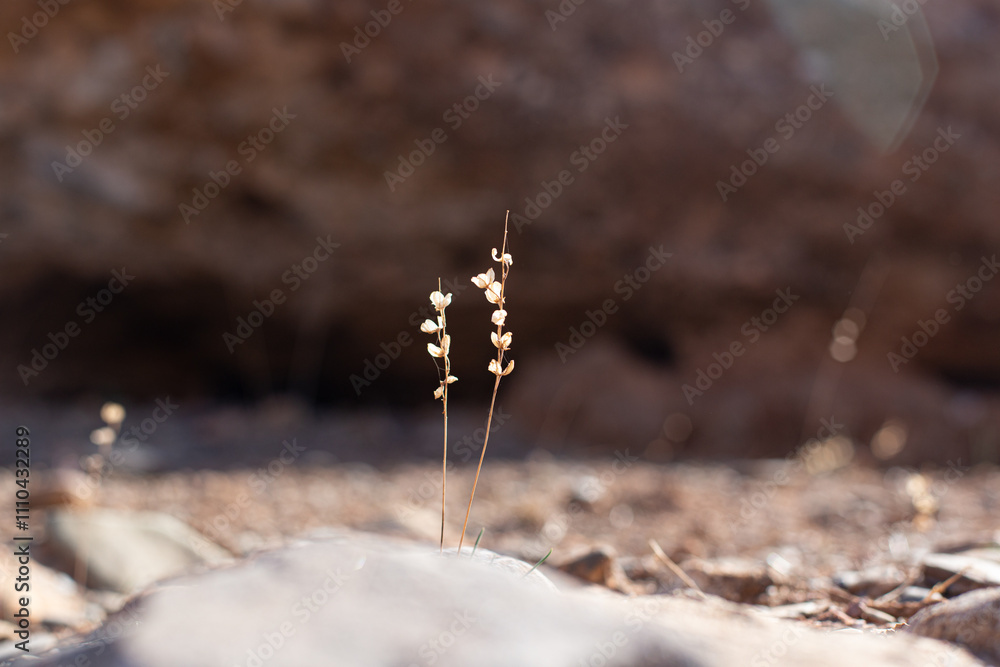 Two thin dried plant stems rise from the barren ground, highlighting the beauty of minimalist nature.