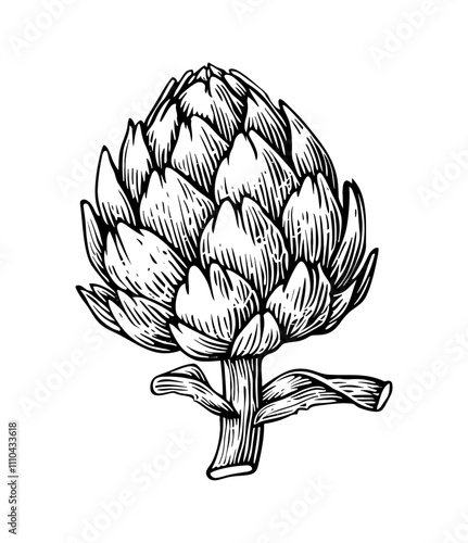 artichoke engraving black and white outline