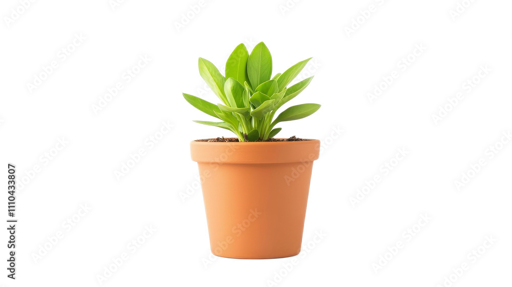 Lush Green Succulent Plant in Terracotta Pot on White Background