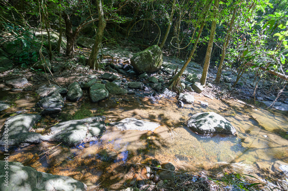 Serene Stream Flowing Through Lush Green Forest Landscape in Nature Serene Stream Flowing Through Lush Green Forest Landscape in Nature