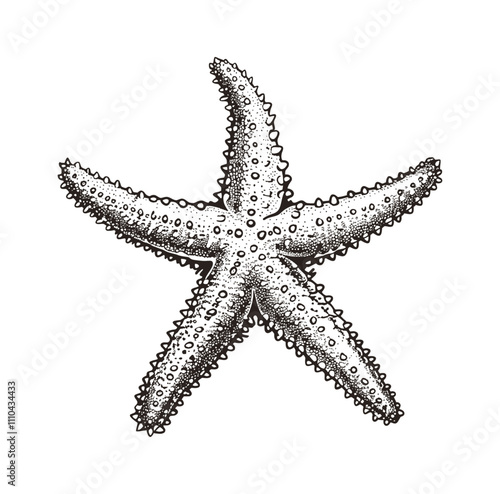 star fish engraving black and white outline