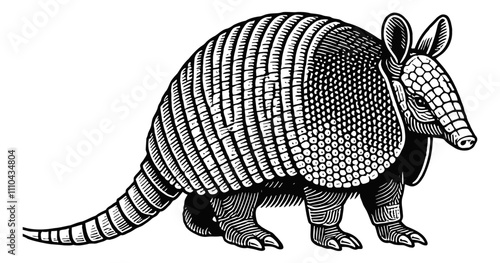 armadillo engraving black and white outline