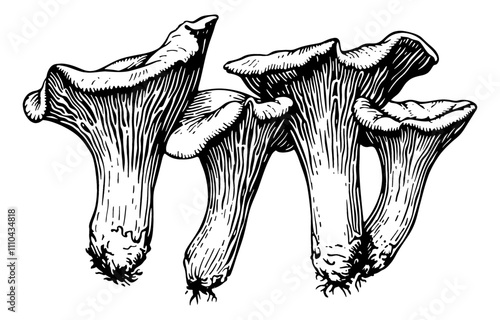 mushroom chanterelles engraving black and white outline