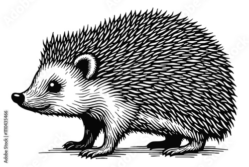 hedgehog engraving black and white outline