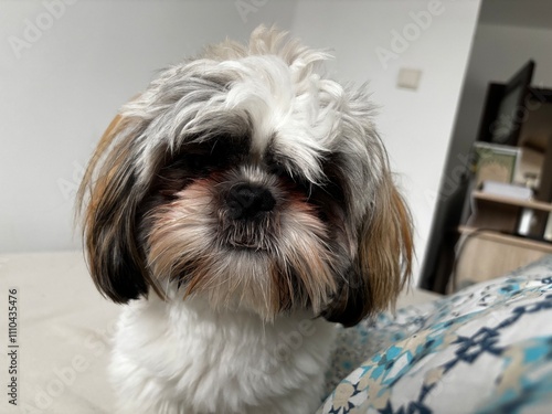 shih tzu dog