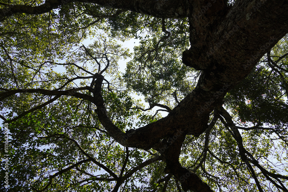 Low angle view of Tall tree and green leaves. Tree in the forest. Low angle view of Tall tree and green leaves. Tree in the forest.