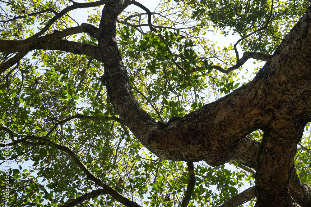 Fototapeta premium Low angle view of Tall tree and green leaves. Tree in the forest.