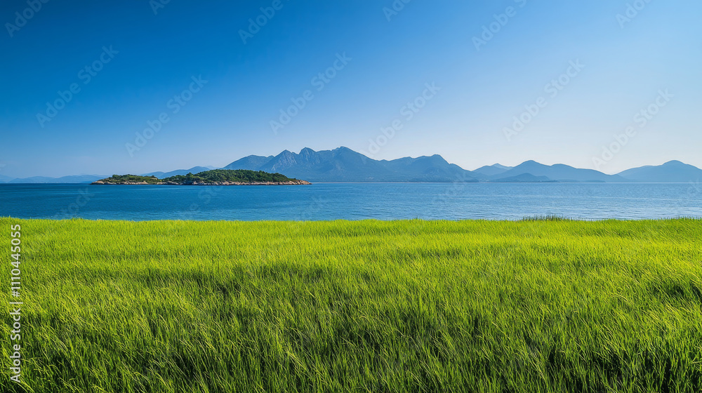 Fototapeta premium Seaside lawn, nature, seaside