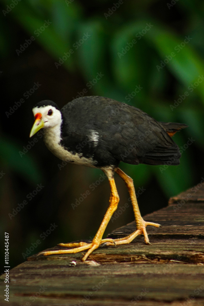 Fototapeta premium White-breasted waterhen on a wooden platform in a natural habitat, perfect for wildlife and nature photography