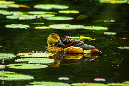 Whistling duck swimming gracefully in a serene pond with lily pads, ideal for wildlife and nature themes photo