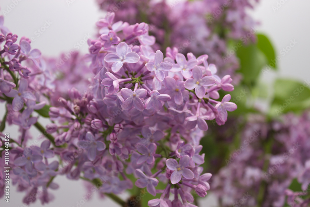 Close-up of lilac blossoms in full bloom Close-up of lilac blossoms in full bloom