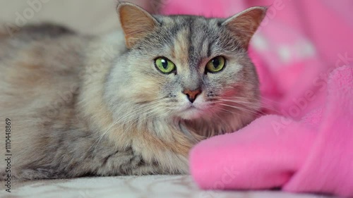A Fluffy Cat With Striking Green Eyes Relaxes On A Soft Pink Blanket, Exuding Calmness And Comfort In A Cozy Home Setting.